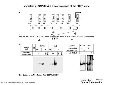 Interaction of MAPJD with E-box sequence of the RIOK1 gene.