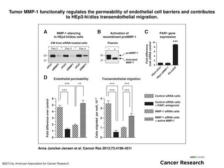 Tumor MMP-1 functionally regulates the permeability of endothelial cell barriers and contributes to HEp3-hi/diss transendothelial migration. Tumor MMP-1.