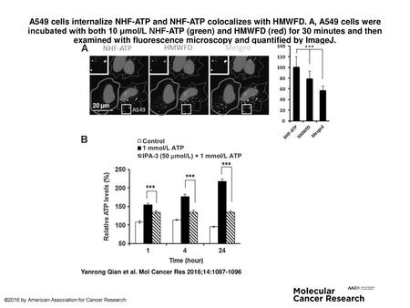 A549 cells internalize NHF-ATP and NHF-ATP colocalizes with HMWFD