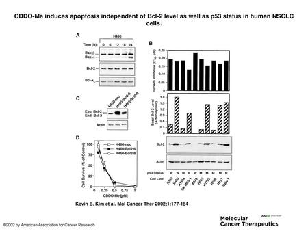 CDDO-Me induces apoptosis independent of Bcl-2 level as well as p53 status in human NSCLC cells. CDDO-Me induces apoptosis independent of Bcl-2 level as.