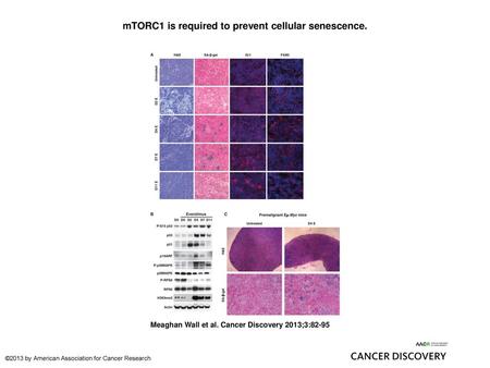 mTORC1 is required to prevent cellular senescence.