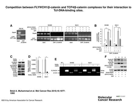 Competition between FLYWCH1/β-catenin and TCF4/β-catenin complexes for their interaction to Tcf-DNA-binding sites. Competition between FLYWCH1/β-catenin.