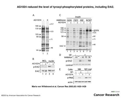 AG1024 reduced the level of tyrosyl-phosphorylated proteins, including Erk2. AG1024 reduced the level of tyrosyl-phosphorylated proteins, including Erk2.