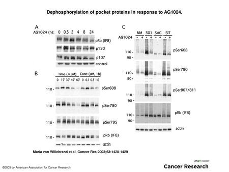 Dephosphorylation of pocket proteins in response to AG1024.