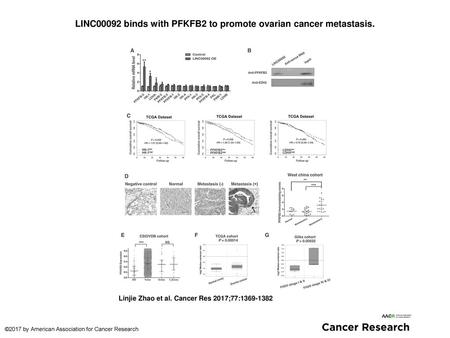 LINC00092 binds with PFKFB2 to promote ovarian cancer metastasis.