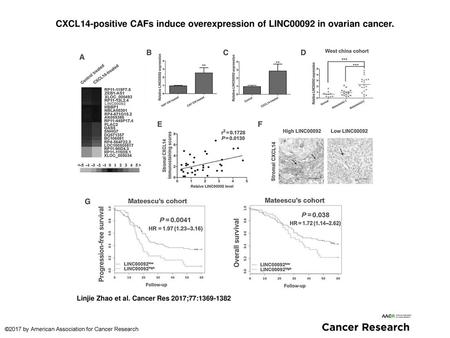 CXCL14-positive CAFs induce overexpression of LINC00092 in ovarian cancer. CXCL14-positive CAFs induce overexpression of LINC00092 in ovarian cancer. A,