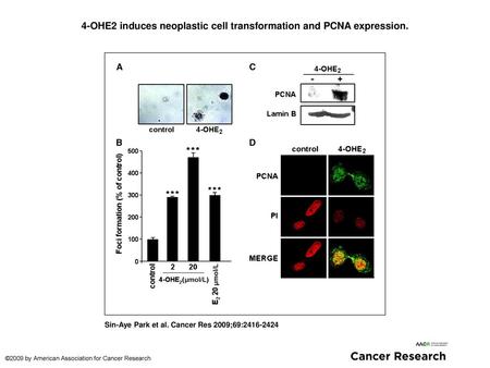 4-OHE2 induces neoplastic cell transformation and PCNA expression.