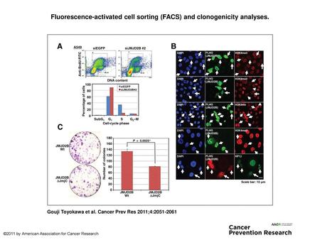 Fluorescence-activated cell sorting (FACS) and clonogenicity analyses.