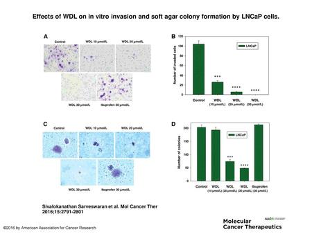 Effects of WDL on in vitro invasion and soft agar colony formation by LNCaP cells. Effects of WDL on in vitro invasion and soft agar colony formation by.