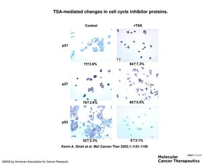 TSA-mediated changes in cell cycle inhibitor proteins.