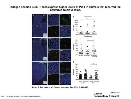 Antigen-specific CD8+ T cells express higher levels of PD-1 in animals that received the optimized SSX2 vaccine. Antigen-specific CD8+ T cells express.