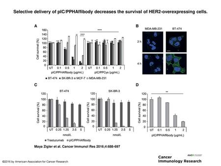 Selective delivery of pIC/PPHAffibody decreases the survival of HER2-overexpressing cells. Selective delivery of pIC/PPHAffibody decreases the survival.