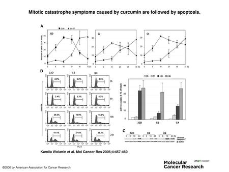 Mitotic catastrophe symptoms caused by curcumin are followed by apoptosis. Mitotic catastrophe symptoms caused by curcumin are followed by apoptosis. A.