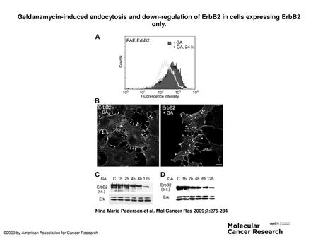 Geldanamycin-induced endocytosis and down-regulation of ErbB2 in cells expressing ErbB2 only. Geldanamycin-induced endocytosis and down-regulation of ErbB2.