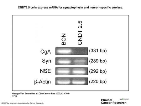 CNDT2.5 cells express mRNA for synaptophysin and neuron-specific enolase. CNDT2.5 cells express mRNA for synaptophysin and neuron-specific enolase. RT-PCR.