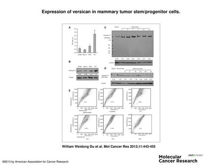 Expression of versican in mammary tumor stem/progenitor cells.