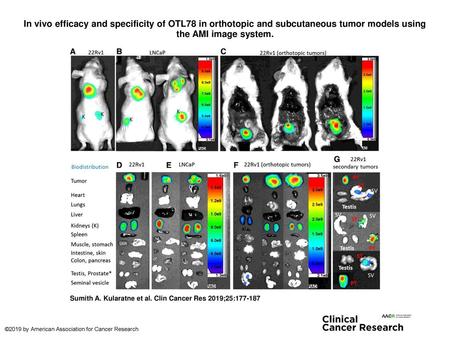 In vivo efficacy and specificity of OTL78 in orthotopic and subcutaneous tumor models using the AMI image system. In vivo efficacy and specificity of OTL78.