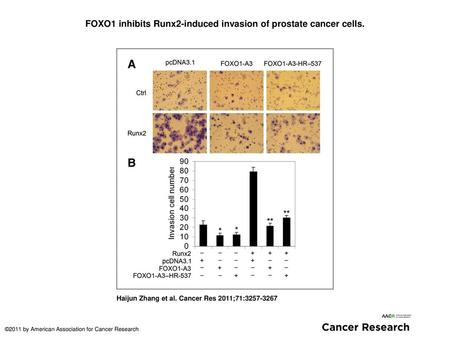 FOXO1 inhibits Runx2-induced invasion of prostate cancer cells.