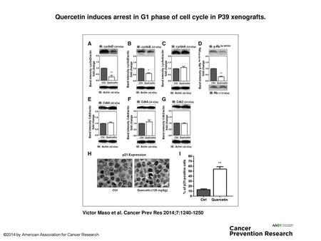 Quercetin induces arrest in G1 phase of cell cycle in P39 xenografts.