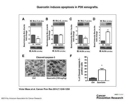 Quercetin induces apoptosis in P39 xenografts.