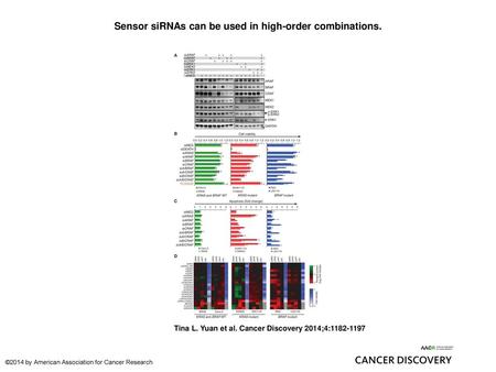 Sensor siRNAs can be used in high-order combinations.