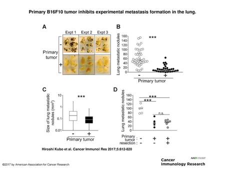 Primary B16F10 tumor inhibits experimental metastasis formation in the lung. Primary B16F10 tumor inhibits experimental metastasis formation in the lung.