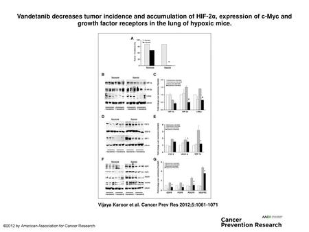 Vandetanib decreases tumor incidence and accumulation of HIF-2α, expression of c-Myc and growth factor receptors in the lung of hypoxic mice. Vandetanib.