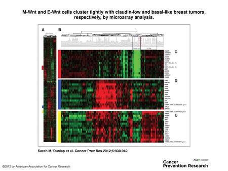 M-Wnt and E-Wnt cells cluster tightly with claudin-low and basal-like breast tumors, respectively, by microarray analysis. M-Wnt and E-Wnt cells cluster.