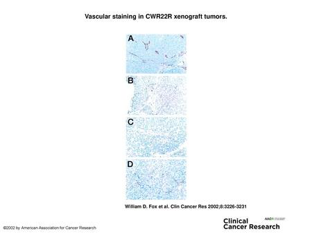 Vascular staining in CWR22R xenograft tumors.