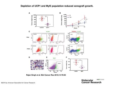 Depletion of UCP1 and Myf5 population reduced xenograft growth.