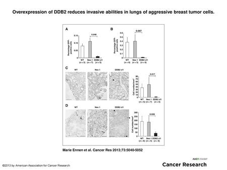 Overexpression of DDB2 reduces invasive abilities in lungs of aggressive breast tumor cells. Overexpression of DDB2 reduces invasive abilities in lungs.