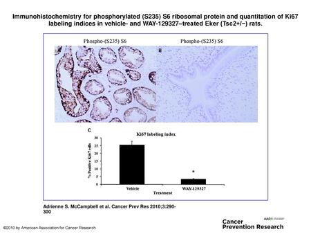 Immunohistochemistry for phosphorylated (S235) S6 ribosomal protein and quantitation of Ki67 labeling indices in vehicle- and WAY-129327–treated Eker (Tsc2+/−)