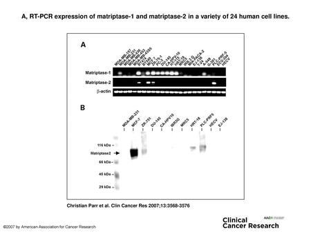 A, RT-PCR expression of matriptase-1 and matriptase-2 in a variety of 24 human cell lines. A, RT-PCR expression of matriptase-1 and matriptase-2 in a variety.