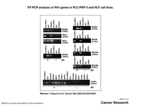 RT-PCR analysis of Wnt genes in PLC-PRF-5 and HLF cell lines.