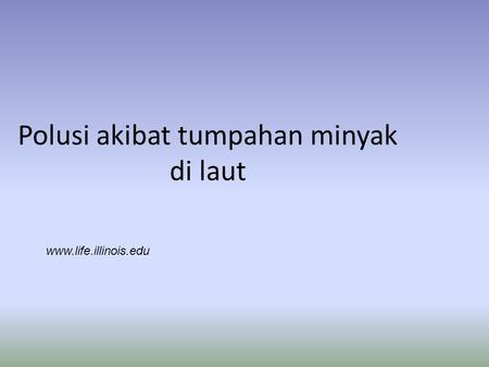 Polusi akibat tumpahan minyak di laut www.life.illinois.edu.