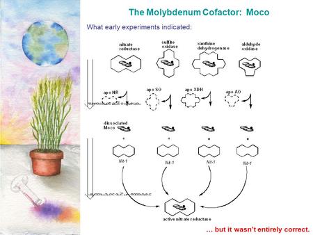 The Molybdenum Cofactor: Moco