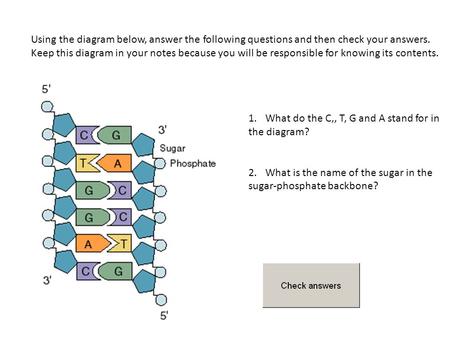 Using the diagram below, answer the following questions and then check your answers. Keep this diagram in your notes because you will be responsible for.