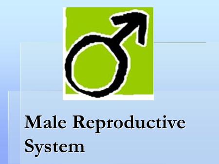 Male Reproductive System