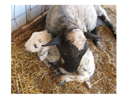 A Difficult Birth, Easter 1998 – Gillian Clarke An old ewe that somehow till this year Had given the ram the slip. We thought her barren. Good Friday,