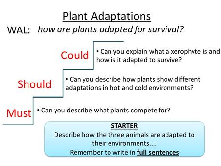 Plant Adaptations Could Should Must WAL: