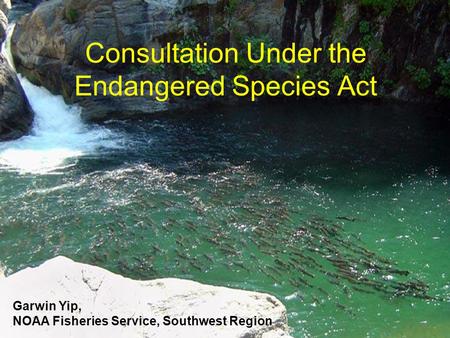 Consultation Under the Endangered Species Act Garwin Yip, NOAA Fisheries Service, Southwest Region.