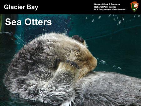 Sea Otters Glacier Bay National Park & Preserve National Park Service