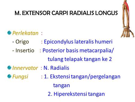 M. EXTENSOR CARPI RADIALIS LONGUS