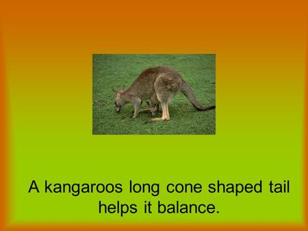 A kangaroos long cone shaped tail helps it balance.