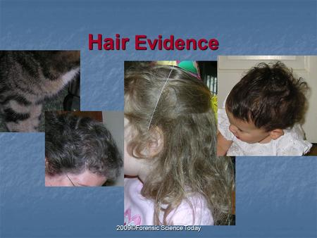 2009©Forensic Science Today Hair Evidence. 2009©Forensic Science Today Parts of the Hair Medulla Cuticle Cortex Follicle Root Distal end Proximal end.