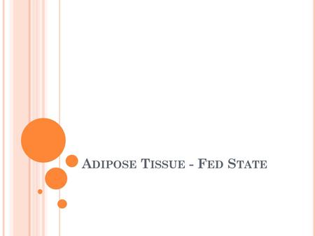 Adipose Tissue - Fed State