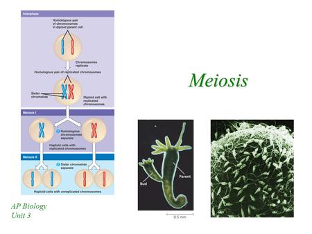 Meiosis AP Biology Unit 3.