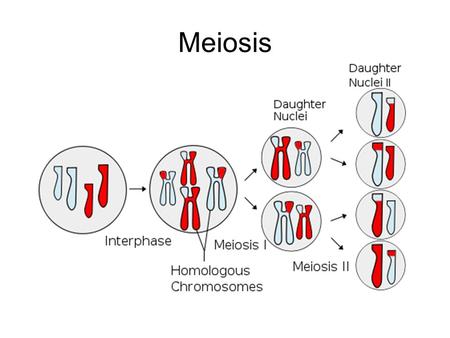 Meiosis.