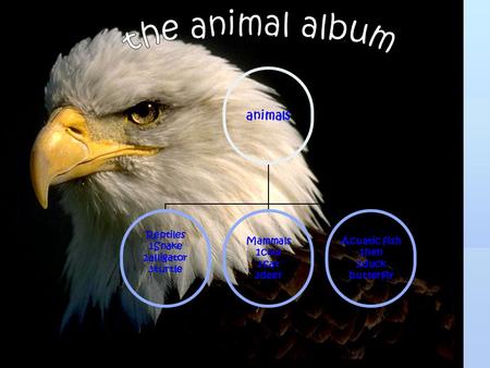 Animals Reptiles 1Snake 2alligator 3turtle Mammals 1cow 2cat 3deer Acuatic fish 1hen 2duck butterfly.