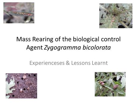 Mass Rearing of the biological control Agent Zygogramma bicolorata